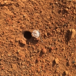 Lycosidae (family) at Griffith, ACT - 20 Nov 2019