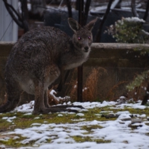 Macropus giganteus at Wamboin, NSW - 16 Sep 2019