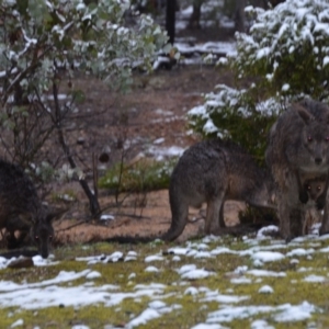 Macropus giganteus at Wamboin, NSW - 16 Sep 2019