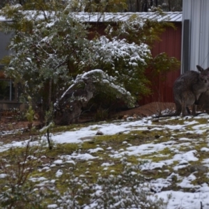 Macropus giganteus at Wamboin, NSW - 16 Sep 2019