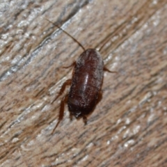 Blattodea (order) (Unidentified cockroach) at Wamboin, NSW - 29 Sep 2019 by natureguy