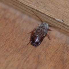 Blattodea (order) at Wamboin, NSW - 29 Sep 2019 11:54 AM