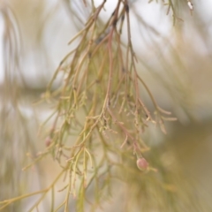 Exocarpos cupressiformis at Wamboin, NSW - 29 Sep 2019