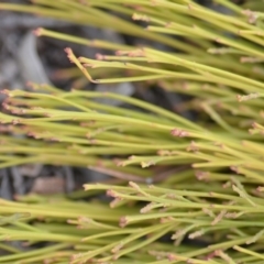 Exocarpos cupressiformis at Wamboin, NSW - 29 Sep 2019