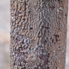 Exocarpos cupressiformis at Wamboin, NSW - 29 Sep 2019