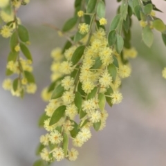 Acacia howittii (Sticky Wattle) at Wamboin, NSW - 29 Sep 2019 by natureguy