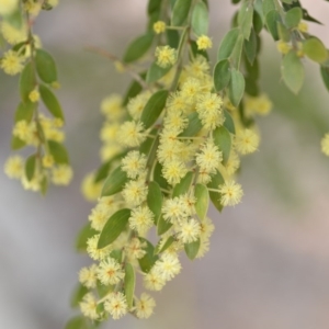 Acacia howittii at Wamboin, NSW - 29 Sep 2019