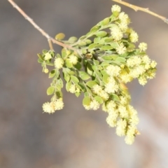 Acacia howittii at Wamboin, NSW - 29 Sep 2019