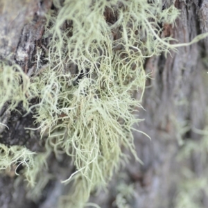 Usnea sp. (genus) at Wamboin, NSW - 29 Sep 2019 01:34 PM