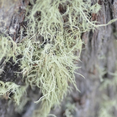Usnea sp. (genus) (Bearded lichen) at Wamboin, NSW - 29 Sep 2019 by natureguy