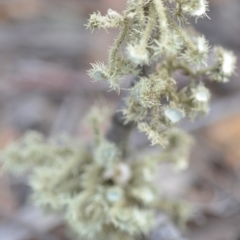 Usnea sp. (genus) (Bearded lichen) at Wamboin, NSW - 29 Sep 2019 by natureguy