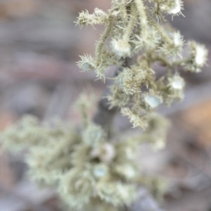 Usnea sp. (genus) at Wamboin, NSW - 29 Sep 2019 01:35 PM