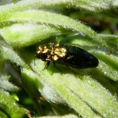 Aaaaba fossicollis at Tennent, ACT - 17 Nov 2019