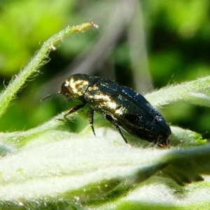 Aaaaba fossicollis at Tennent, ACT - 17 Nov 2019