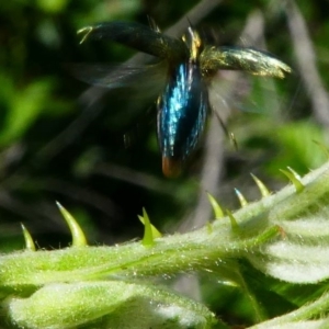 Aaaaba fossicollis at Tennent, ACT - 17 Nov 2019