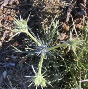 Eryngium ovinum at Ainslie, ACT - 14 Nov 2019 07:49 AM