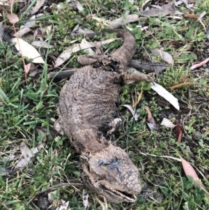 Pogona barbata at Ainslie, ACT - suppressed