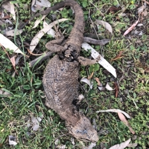 Pogona barbata at Ainslie, ACT - suppressed