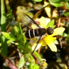 Villa sp. (genus) (Unidentified Villa bee fly) at Tennent, ACT - 17 Nov 2019 by HarveyPerkins