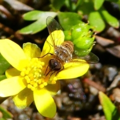 Villa sp. (genus) (Unidentified Villa bee fly) at Tennent, ACT - 17 Nov 2019 by HarveyPerkins