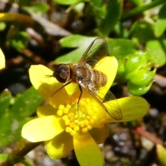 Villa sp. (genus) at Tennent, ACT - 17 Nov 2019