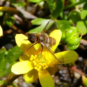 Villa sp. (genus) at Tennent, ACT - 17 Nov 2019