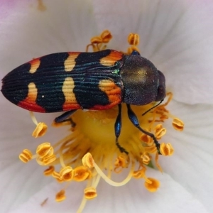 Castiarina sexplagiata at Tennent, ACT - 17 Nov 2019