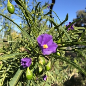 Solanum linearifolium at Ainslie, ACT - 14 Nov 2019 07:51 AM