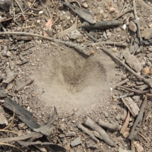 Myrmeleontidae (family) at Greenway, ACT - 23 Nov 2019