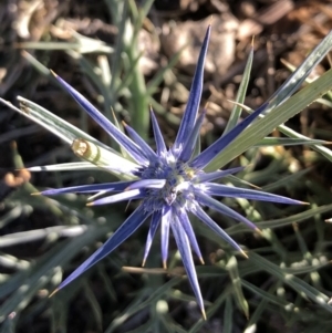 Eryngium ovinum at Ainslie, ACT - 19 Nov 2019 07:51 AM