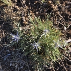 Eryngium ovinum at Ainslie, ACT - 19 Nov 2019 07:51 AM