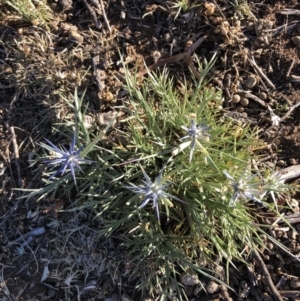 Eryngium ovinum at Ainslie, ACT - 19 Nov 2019