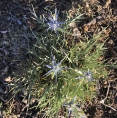 Eryngium ovinum at Ainslie, ACT - 19 Nov 2019 07:51 AM