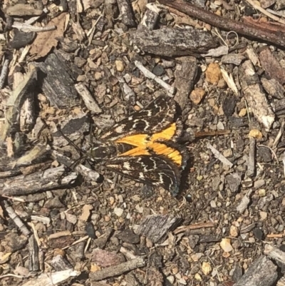 Synemon plana (Golden Sun Moth) at Forrest, ACT - 21 Nov 2019 by JessGio