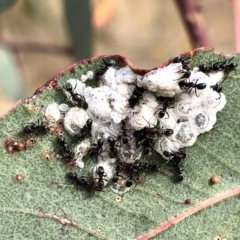 Anonychomyrma sp. (genus) (Black Cocktail Ant) at Jerrabomberra, NSW - 24 Nov 2019 by Wandiyali