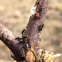 Anonychomyrma sp. (genus) at Jerrabomberra, NSW - 24 Nov 2019 08:21 AM