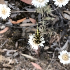 Austrogomphus guerini (Yellow-striped Hunter) at Jerrabomberra, NSW - 24 Nov 2019 by Wandiyali