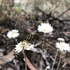 Austrogomphus guerini at Jerrabomberra, NSW - 24 Nov 2019 06:41 AM