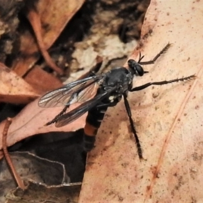 Apothechyla sp. (genus) (Robber fly) at Paddys River, ACT - 22 Nov 2019 by JohnBundock