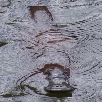 Ornithorhynchus anatinus (Platypus) at Bega, NSW - 24 Nov 2019 by MatthewHiggins