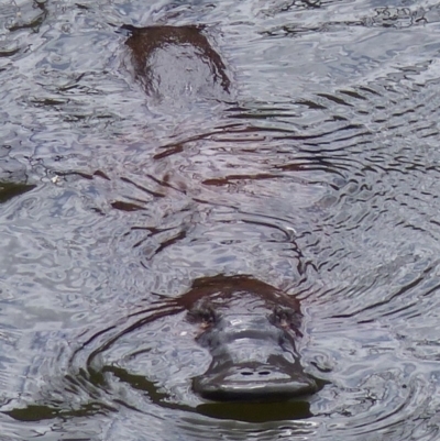 Ornithorhynchus anatinus (Platypus) at Bega, NSW - 23 Nov 2019 by MatthewHiggins