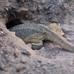 Pogona barbata (Eastern Bearded Dragon) at Hughes, ACT - 23 Nov 2019 by Sam