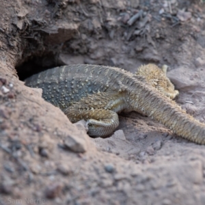 Pogona barbata at Hughes, ACT - 24 Nov 2019