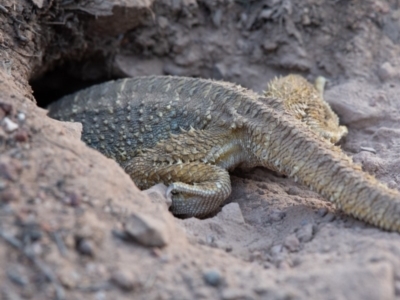 Pogona barbata (Eastern Bearded Dragon) at Hughes, ACT - 23 Nov 2019 by Sam