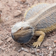 Pogona barbata at Hughes, ACT - suppressed