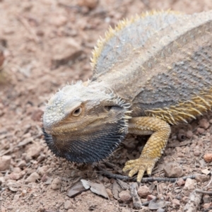 Pogona barbata at Hughes, ACT - suppressed