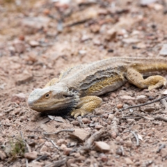 Pogona barbata at Hughes, ACT - 24 Nov 2019