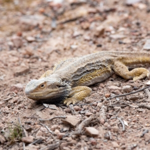 Pogona barbata at Hughes, ACT - suppressed