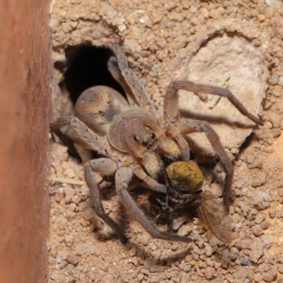 Portacosa cinerea (Grey wolf spider) at Evatt, ACT - 23 Nov 2019 by TimL