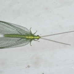 Apertochrysa edwardsi at Ainslie, ACT - 23 Nov 2019